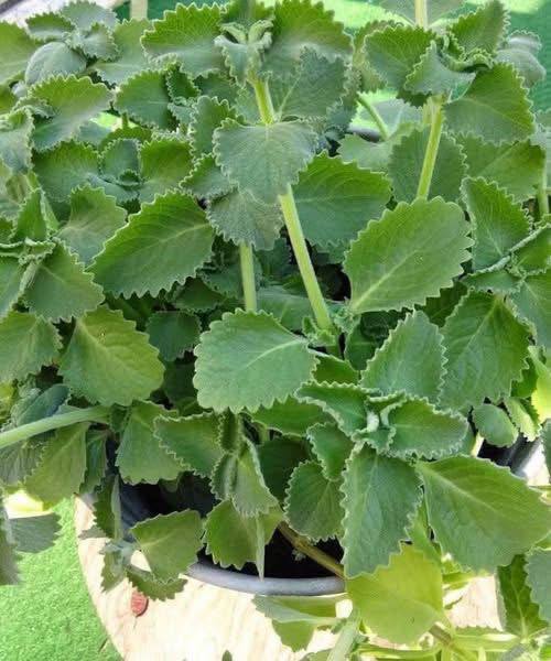 Scientific Look at Oregano’s Role in Supporting Wellness